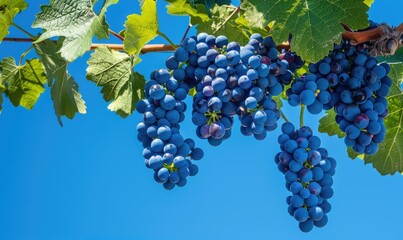 Wall Mural - Grapes on vines with clear blue sky background