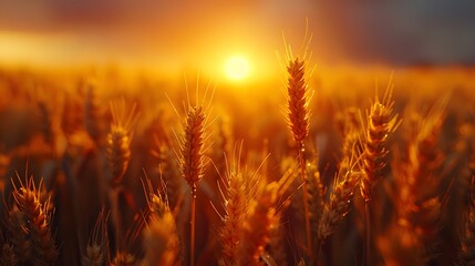 Wall Mural - golden wheat field at dusk, warm sunset light, soft focus, backlit wheat ears, rich amber tones, dra
