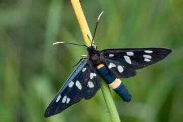 Wall Mural - Nine-spotted moth - Amata phegea, beautiful colored moth from European meadows and woodlands, Mikulov, Czech Republic.