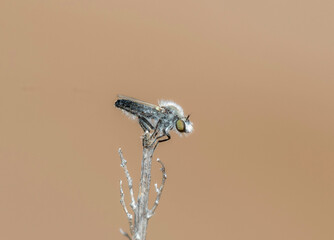 Wall Mural - Robber Fly Genus Holopogon Perched on Twigs in Colorado