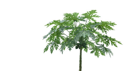 A cut-out of a papaya tree on a white background with clipping paths.