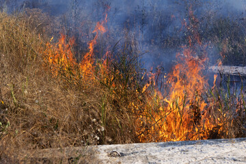 Wall Mural - Forest and steppe fires dry completely destroy the fields and steppes during a severe drought. Disaster brings regular damage to nature and economy of region. Lights field with the harvest of wheat