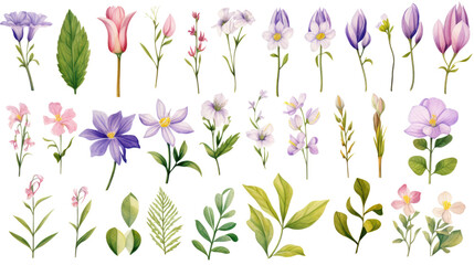 Wall Mural - set of watercolor wildflowers painting isolated on clear png background and transparent background. 