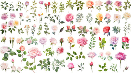 Wall Mural - set of watercolor wildflowers painting isolated on clear png background and transparent background. 