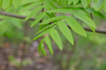 Wall Mural - young green leaves on a Pterocarya branch in the park on a spring day