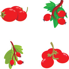 Poster - Hawthorn plant icons set cartoon vector. Hawberry branch with red berry and leaf. Nature, medical plant