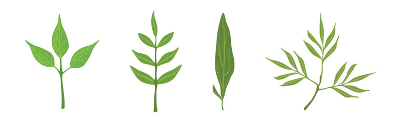 Poster - Green Leaf Stem and Stalk as Foliage Vector Set