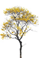 Wall Mural - A tree with yellow leaves is standing alone on a white background. The tree is bare and has no leaves, giving it a lonely and desolate appearance