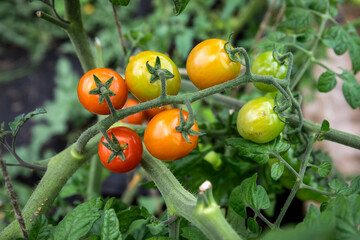 Tomatoes  starting to ripen - green and red vegetables