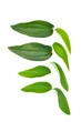 © wira - green leaf isolated on white background