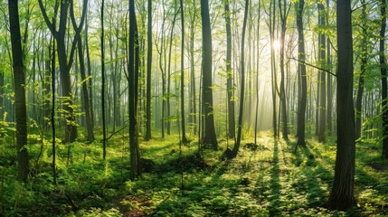  Sunlight Streaming Through a Dense Forest Canopy