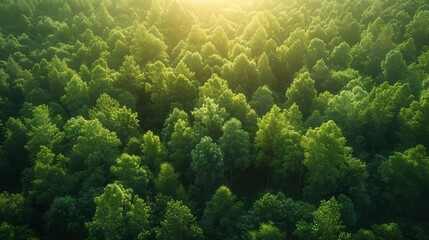 Wall Mural - expansive lush green forest underneath a warm golden light during early morning. generative ai