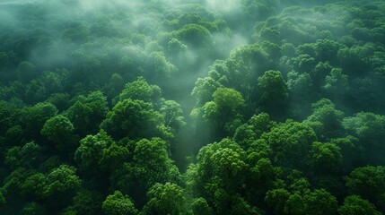 Wall Mural - lush green forest cover under soft morning fog in tropical region. generative ai