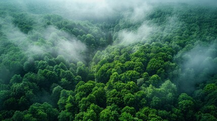 Wall Mural - lush green forest blanketed in mist under cloudy sky at dawn. generative ai