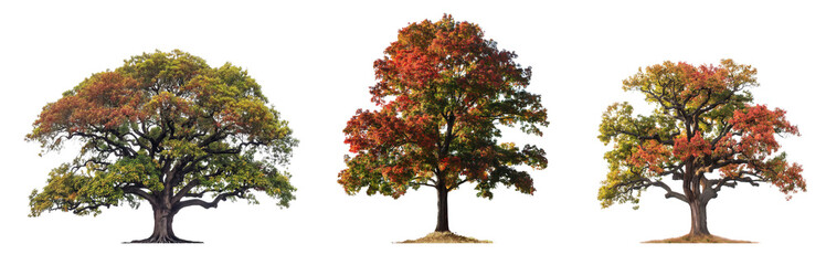 Poster - Set of large oak tree with green and red leaves isolated on transparent or white background