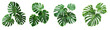 © Chadys - Three monstera leaves collection isolated on transparent or white background