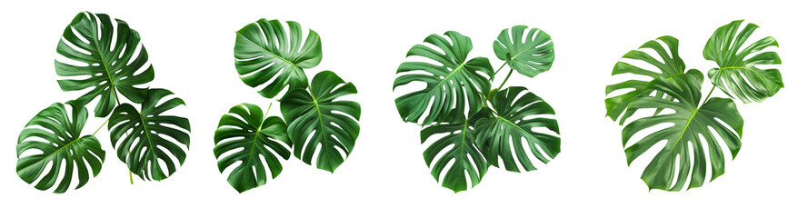 Poster - Three monstera leaves collection isolated on transparent or white background