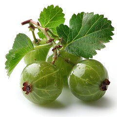 Poster - Fresh Green Gooseberries With Leaves on White Background