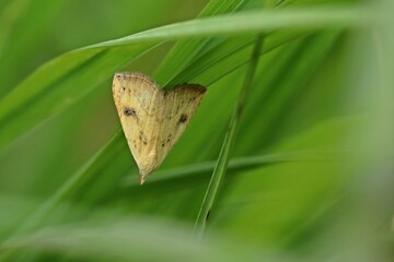 Wall Mural - Seideneulchen (Rivula sericealis)