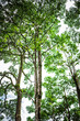 © StanleyRevaldo - Towering trees in the forest