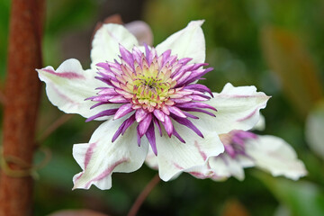 Wall Mural - White and purple double Clematis Viennetta in flower.