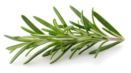 Fresh rosemary sprigs with their needle-like leaves, capturing the herb's aromatic nature ,isolated on white background