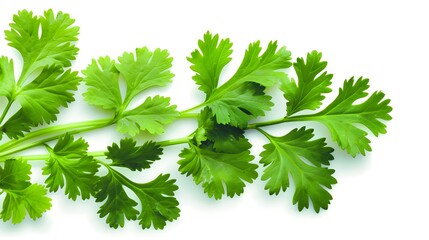 Wall Mural - Fresh cilantro leaves, showcasing their delicate green appearance and vibrant color ,isolated on white background