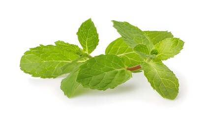 Wall Mural - Fresh mint leaves with their characteristic serrated edges and vibrant green color ,isolated on white background