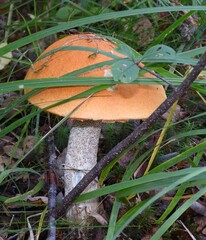 mushroom in the forest