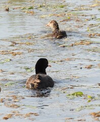 duck on the water