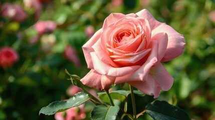 Gorgeous pink rose growing in a garden