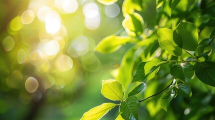 Wall Mural - Blurred sunlight through tree leaves with bokeh background symbolizing beautiful nature in spring