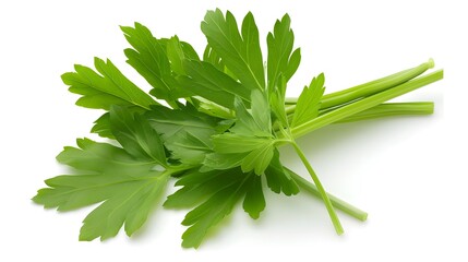 Wall Mural - Fresh lovage leaves, showcasing their large, serrated shape and vibrant green color ,isolated on white background