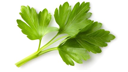 Wall Mural - Fresh lovage leaves, showcasing their large, serrated shape and vibrant green color ,isolated on white background