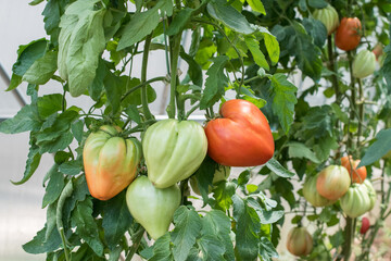 Part of tomato plant with green and red fruits grown in a greenhouse.