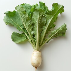 Wall Mural - Fresh White Turnip With Green Leaves on White Background