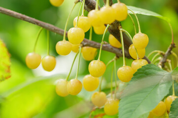 Wall Mural - Ripe yellow cherries hanging on tree in a orchard garden