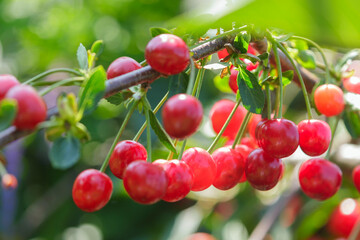 Wall Mural - ripe sour cherries hanging on tree in garden