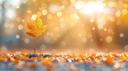 Poster - Autumn Leaf in Sunlight on a Ground Covered with Fallen Leaves in a Forest