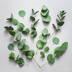 flying fresh green branches of eucalyptus on light gray background flat lay top view mock up nature 