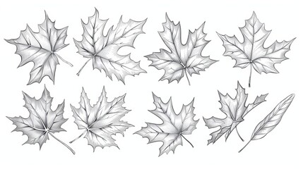 This illustration depicts a maple leaf outline with falling leaves and a cold breeze in an autumnal doodle style for printing or design.