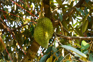 Canvas Print - Durian fruit on tree, Thai durian fruit garden