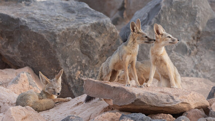 Wall Mural - A family of Kit Foxes spends some quiet time together in the soft light of evening with two looking towards the west, one snoozing and one sniffing around in the desert of Southern Utah, USA.