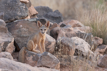 Wall Mural - A young kit fox sits near the edge of a pile of basalt boulders with grass growing in clumps beyond the rocks, watching something to the left of camera in soft evening light in the Utah, USA desert.