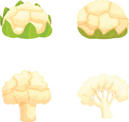 Poster - Set of four colorful vector illustrations of cauliflower and broccoli on a white background