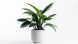© stock1 - Artificial plant in white pot isolated on white background