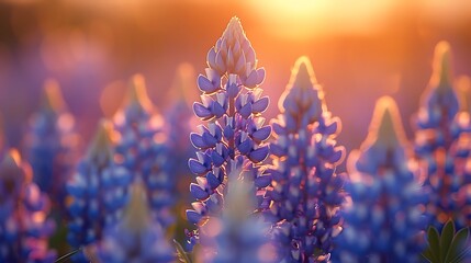 Wall Mural - Meadow filled with Lupine Lupinus texensis in full bloom their tall spikes creating a sea of blue in the countryside of Texas USA