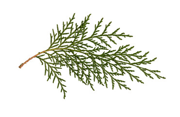 Wall Mural - a dried pressed thuja branch isolated on a white background. design element for creating christmas c