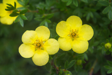 Wall Mural - Shrub of potentilla fruticosa sommerflor shrubby cinquefoil yellow flowers with green.