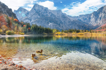 Wall Mural - Fabulous autumn scene of sunny morning on Almsee lake.